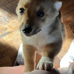 Pembroke Welsh Corgis from The Collective