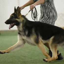 German Shepherds from Patmar German Shepherds