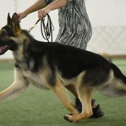 German Shepherds from Patmar German Shepherds