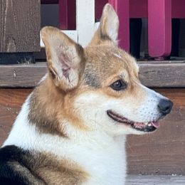 Jenna - Pembroke Welsh Corgi