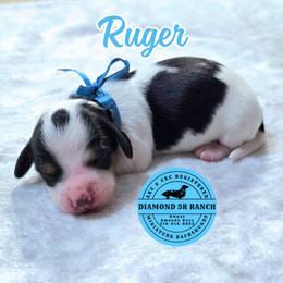 RUGER - Piebald male Dachshund puppy in Columbia, Louisiana from Diamond 5R Ranch AKC & CKC Miniature Dachshunds