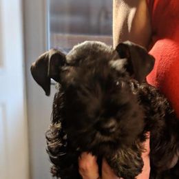Miniature Schnauzer Puppies from Stadtler Miniature Schnauzers