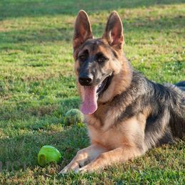 German Shepherd Puppies from Spruce Valley German Shepherds