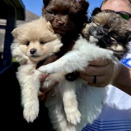 Pomeranian Puppies from Cece’s Perfect Poms