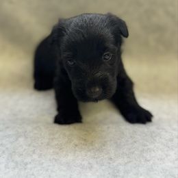 Boy 2 - Black male Scottish Terrier puppy in Scurry, Texas from Starlight Scotties of Texas