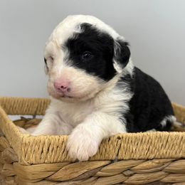 Blitzen - Black and white female Sheepadoodle puppy in Greeneville, Tennessee from Smokey Mountain Sheepadoodles