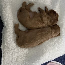 Cavalier King Charles Spaniel Puppies from Avion's Cavaliers