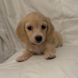 Brownie - Cream female Dachshund puppy in Bakersfield, California from Dachshund Love