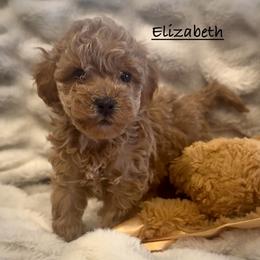 Elizabeth - Apricot female Poodle puppy in Traverse City, Michigan from Riyem Wildflower Farms