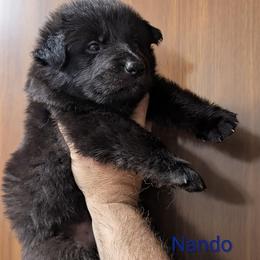 Nando - Bi-color male German Shepherd puppy in Olean, New York from F&B Kennels