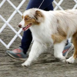 Whistler - Australian Shepherd