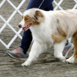 Whistler - Australian Shepherd