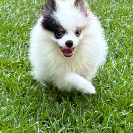 Boy 1 - Tri-colored male Pomeranian puppy in Byron, Georgia from Tracys Pom Palace