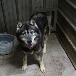 M Boy - Siberian Husky