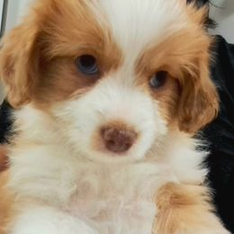Reba - Red tri-color female Aussiedoodle puppy in Lenoir, North Carolina from Brittany's Brats