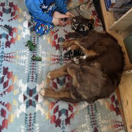 Boy 3 - Red merle male Australian Shepherd puppy in Bison, South Dakota from South Dakota Creekside Australian Shepherds