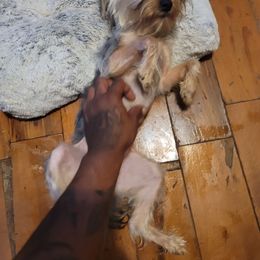 Silky Terrier puppies from Fur-Ever Friends