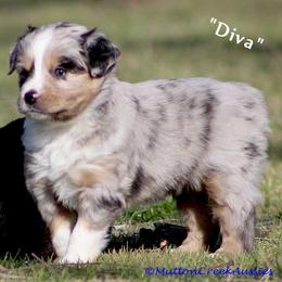 Miniature Australian Shepherd Puppies from Mutton Creek Aussies