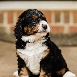 Bernedoodles and Goldendoodles from Grace Filled Golden’s