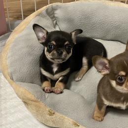 Chihuahua Puppies from Stardom Chihuahuas