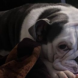 Bulldogs from Athenia's Bulldogs