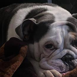 Bulldogs from Athenia's Bulldogs