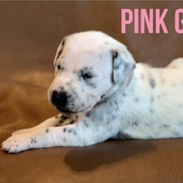 Dalmatian Puppies from Macey’s pups