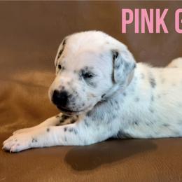 Dalmatian Puppies from Macey’s pups