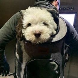 Bernedoodle Puppies from Natchez Trace Doodles