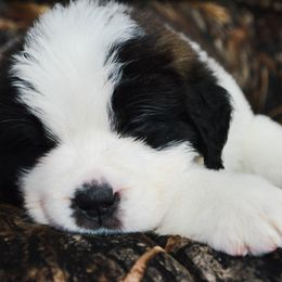 Saint Bernard Puppies from Atkinson Saint Bernards