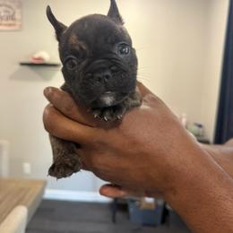 French Bulldog Puppies from West Coast Bullies & Frenchies