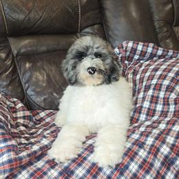 Pebbles - Merle female Sheepadoodle puppy in Heyburn, Idaho from Royal T Acres