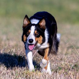 Strap - Border Collie