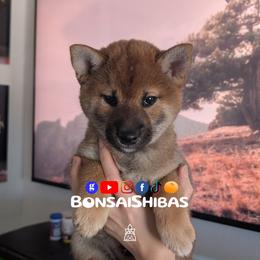 SATOSHI - Red male Shiba Inu puppy in Minnesota from BonsaiShibas