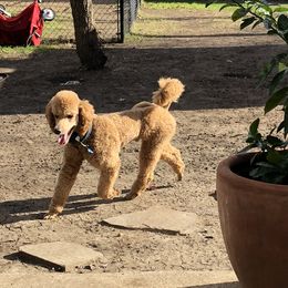 Percy - Poodle