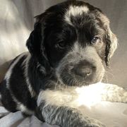Purple collar - Sporty Mix puppy in Ferndale, Washington from Juanita’s Springers