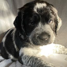 Purple collar - Sporty Mix puppy in Ferndale, Washington from Juanita’s Springers