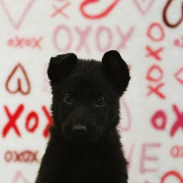 Purple Collar - Black German Shepherd puppy in Rockwall, Texas from Debut Shepherds