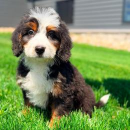 Infiniti (socialization program student) - Tri-color female Bernedoodle puppy in Dundee, Ohio from Down Home Doodle