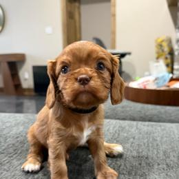 Duke - Chocolate male Cavalier King Charles Spaniel puppy in Laurel, Mississippi from Malu Lani Cavaliers