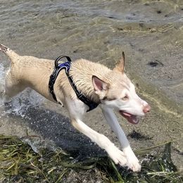 Siberian Huskies from Beth's Huskies