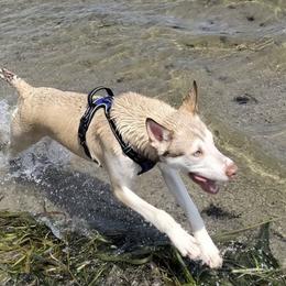 Siberian Huskies from Beth's Huskies