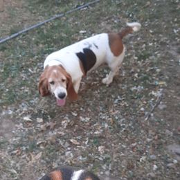 Dutchess - Basset Hound