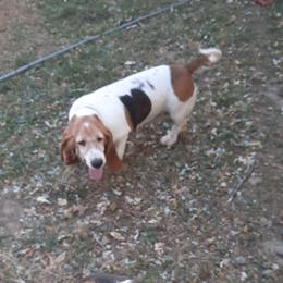 Dutchess - Basset Hound
