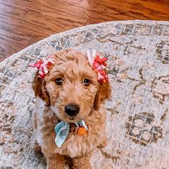 Saint Berdoodle, Poodle, Labradoodle, and Goldendoodle Puppies from Dent’s Doodles