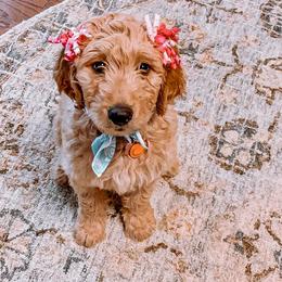 Saint Berdoodle, Poodle, Labradoodle, and Goldendoodle Puppies from Dent’s Doodles