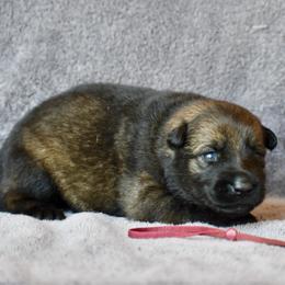 Burgundy - Sable female German Shepherd puppy in Cherryville, North Carolina from Masky Kennel