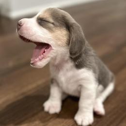 Beagles from Merrylee Beagles
