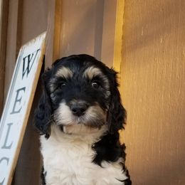 Bernedoodle Puppies from Speedwell Forge Doodles