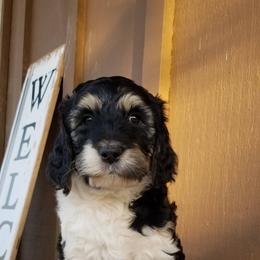 Bernedoodle Puppies from Speedwell Forge Doodles